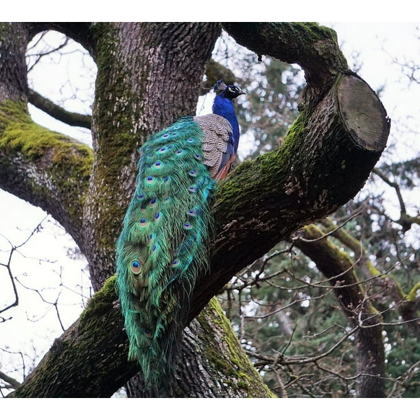 Canvas Wall Art Canvas Picture Poster Bird Peacock Flower Tree Art Photo 3fx2593o6